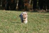 BERGER AUSTRALIEN PUPPIES 730